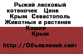 Рыжий ласковый котеночек › Цена ­ 50 - Крым, Севастополь Животные и растения » Кошки   . Крым